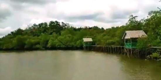 DPMPD Kembangkan Potensi Hutan Mangrove Seluas 300 Ha di Desa Mentawir 