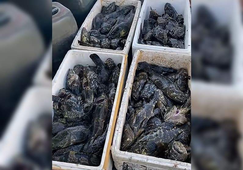 Ikan Kerapu dari Pulau Maratua. (Foto: Nur Hidayah/pusaranmedia.com)