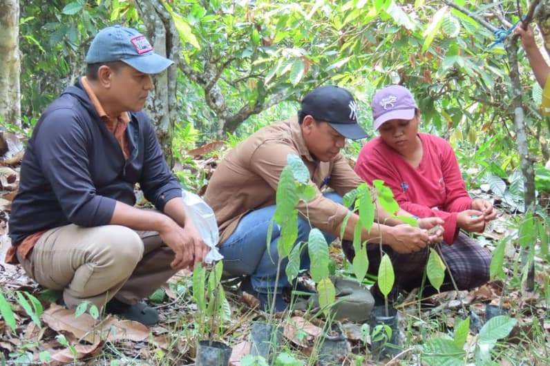 Pelatihan budidaya kakao berbasis Agroforestri. (Foto: Dinas Perkebunan)