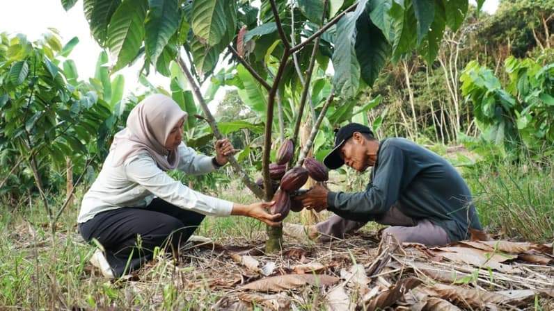 Petani Kampung Gurimbang, Iriansyah, bersama tim pendamping memeriksa perkembangan buah kakao di kebun yang dikembangkan melalui program PPM PT Berau Coal. (Foto: Humas Berau Coal)