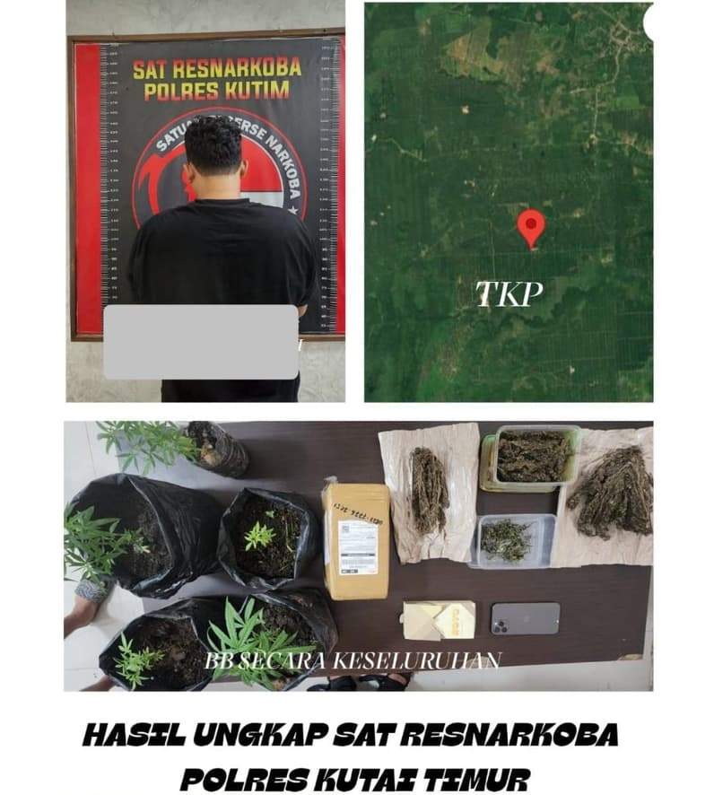 Terduga pelaku dan barang bukti ganja kering diamankan polisi Kutai Timur. (Foto: Dok Polres Kutim)