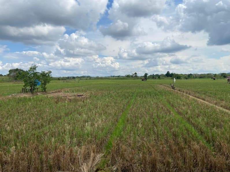 Salah satu persawahan di Kelurahan Lempake, Samarinda Utara, Jumat (9/5/2026). (Foto: Tri/Pusaranmedia.com)