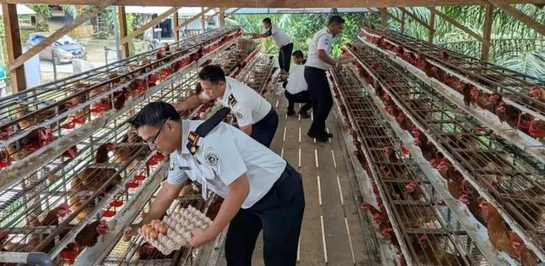 Kalapas Nunukan beserta staf melakukan panen telur dari peternakan ayam bertelur di SAE Lanuka. (Foto: Diansyah/Pusaranmedia.com)
