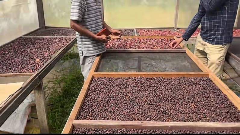 Kopi lokal Kabupaten Berau. (Foto: Nur Hidayah/Pusaranmedia.com)