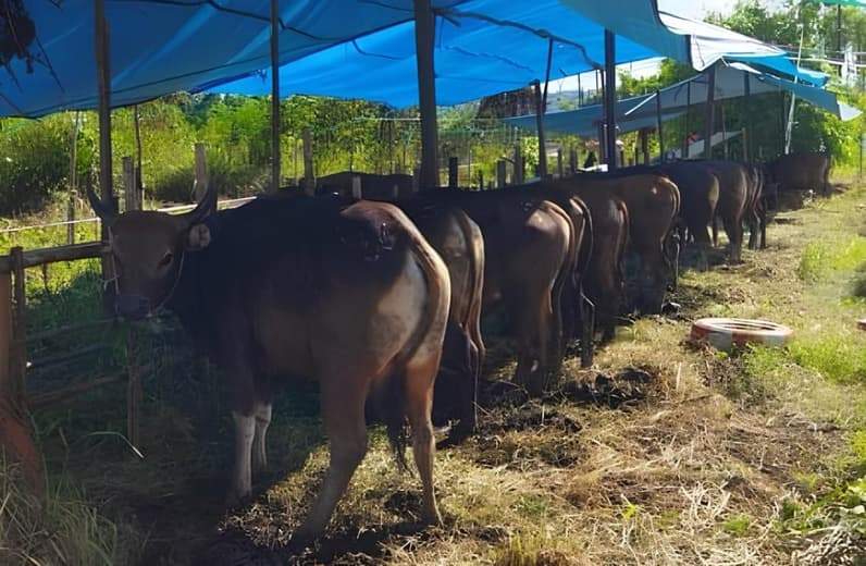 Ilustrasi Ternak sapi di Penajam Paser Utara (PPU). (Foto: Dok.Pusaranmedia.com)