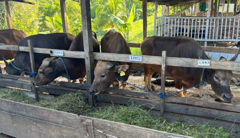 Ilustrasi sapi kurban. (Foto: Aswin/Pusaranmedia.com)