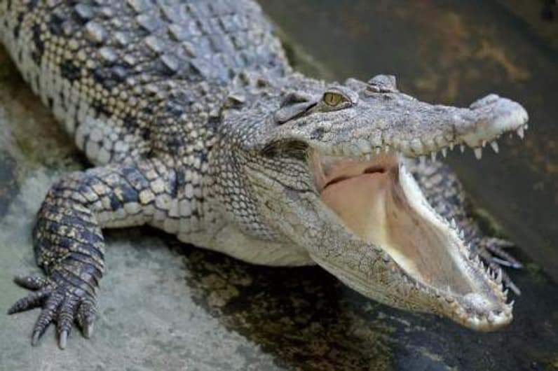 Ilustrasi Buaya. (Foto: Freepik)