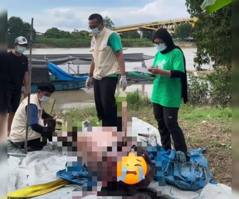 Proses evakuasi pesut mahakam yang ditemukan mati pada selasa (5/5/26) (Foto: SS video Dedy Irawan)