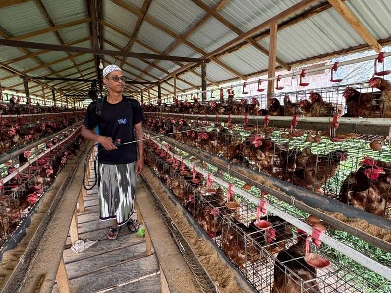 Budidaya ayam petelur di Pondok Pesantren Syekh Muhammad Arsyad Al-Banjari Balikpapan. (Foto: BI Balikpapan)
