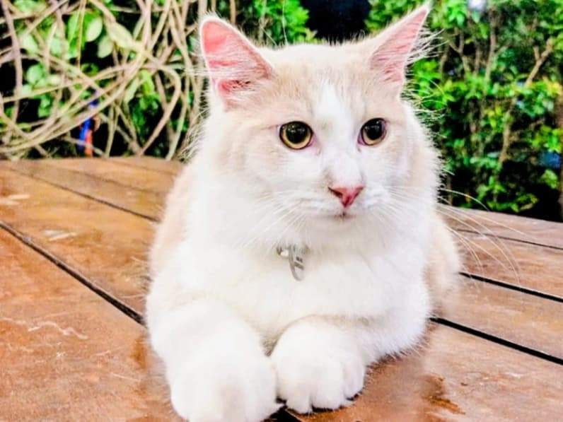 Salah satu kucing yang dipelihara oleh Eby. (Foto: Dok Eby)