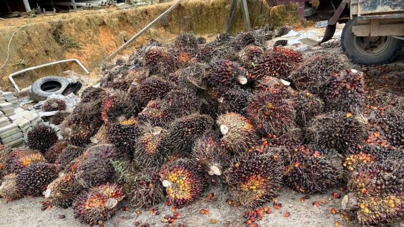 Tandang Buah Segar sawit di Rantau Pulung, Kutai Timur. (Foto: Siswandi/Pusaranmedia.com)