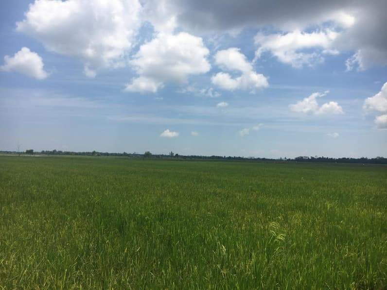 Hamparan tanaman padi di Kecamatan Babulu, Kabupaten PPU. (Foto: Adi Kade/Pusaranmedia.com).