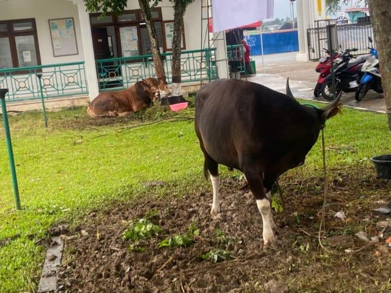 Sapi kurban yang ada di Masjid Raya Darussalam Samarinda, Selasa (26/5/2026). (Foto: Tri/Pusaranmedia.com)