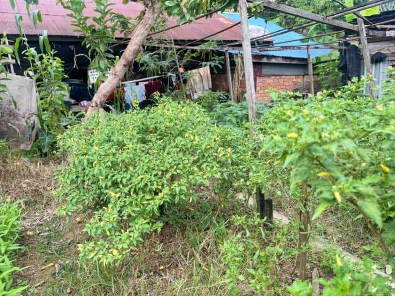Pemanfaatan lahan pekarangan untuk budidaya cabai. (Foto: Nur Hidayah/ pusaranmedia.com)