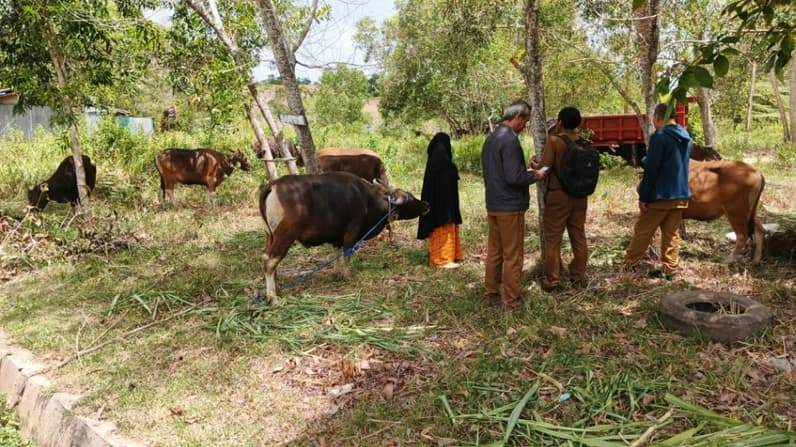 Pemeriksaan tim DKPP Nunukan terhadap hewan kurban di Nunukan. (Foto: Diansyah/Pusaranmedia.com)