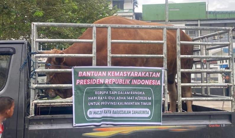 Sapi kurban bantuan dari Presiden RI, Prabowo Subianto yang diberikan ke Masjid Raya Darussalam, Selasa (26/5/2026). (Foto: Tri/Pusaranmedia.com)