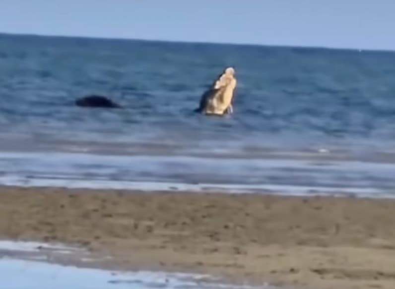 Terlihat buaya Jumbo sedang memakan sesuatu di Laut Kutai Timur. (Foto: Screnshot video)