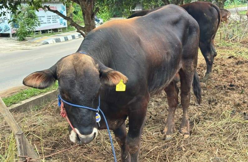 Sapi kurban yang diberi tanda sehat di Jalan Lais Tenggarong. (Foto: Aswin/Pusaranmedia.com)