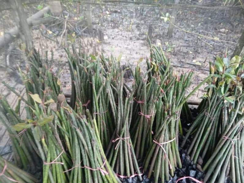Satpolairud Polres PPU telah menyiapkan 1.000 bibit mangrove untuk ditanam di pesisir Penajam. (Foto: Humas Polres PPU)