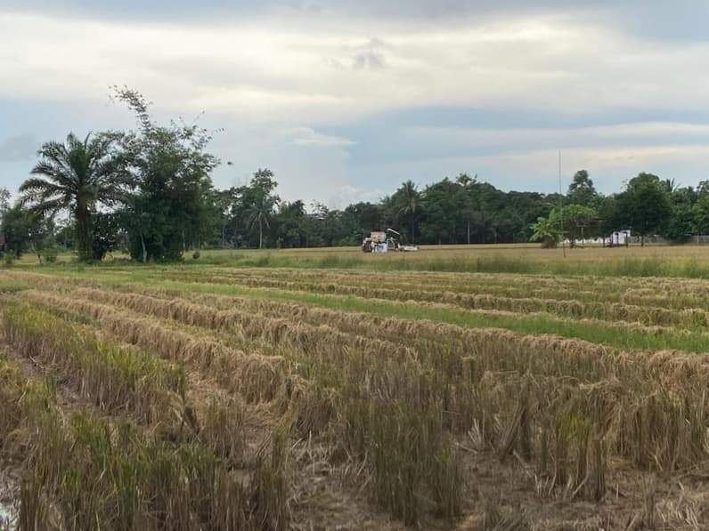 Lahan pertanian (sawah) pasca-panen. (Foto: Tri/Pusaranmedia.com)
