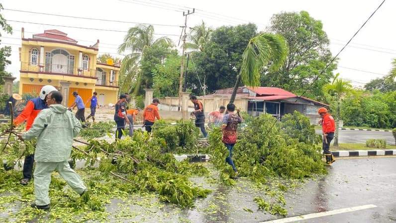 Pohon tumbang yang berhasil do evakuasi oleh tim gabungan di Kecamatan Nunukan Selatan. (Foto: BPBD Nunukan)