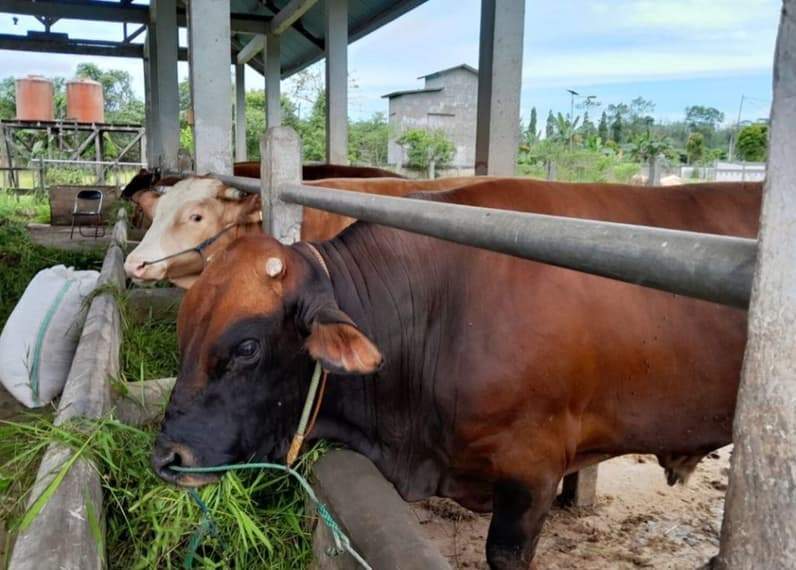 Ini potret sapi di Kabupaten Kutai Timur menjelang Lebaran Iduladha 1447 H. (Foto: Dok Prokopim Kutim)