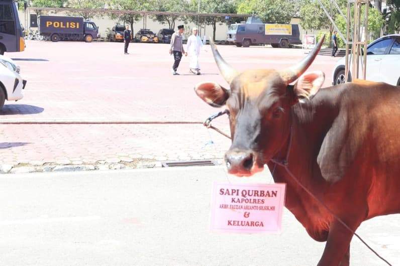 Terlihat satu ekor sapi qurban dari Kapolres Kutim, AKBP Fauzan Arianto yang diserahkan ke masyarakat. (Foto: Dok Polres Kutim)