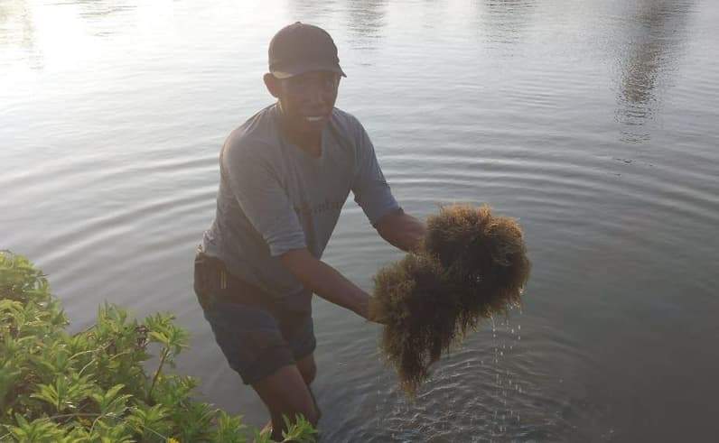 Syahrudin, salah satu warga Kecamatan Penajam, PPU membudidayakan rumput laut gracilaria. (Foto: Dok.Pusaranmedia.com)