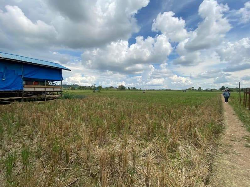 Sebagian wilayah sawah di Lempake telah mengalami kekeringan, pertanda masuknya musim kemarau. (Foto: Tri/Pusaranmedia.com)
