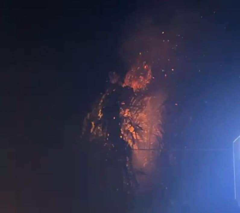 Pohon yang terbakar di Loa Bakung, Sabtu (25/4/2026). (Foto: HO Relawan)