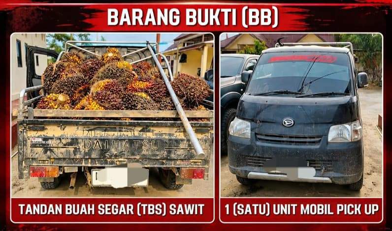 Barang bukti hasil penangkapan Polsek Sangkulirang dengan dugaan pencurian buah kelapa sawit. (Foto: Dok.Polres Kutim)