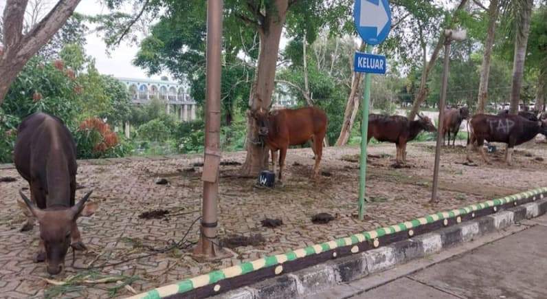 Terlihat sapi qurban yang di seembeli Masjid Al-Faruq Sangatta Kutai Timur. (Foto: Dok.Prokopim Kutim)