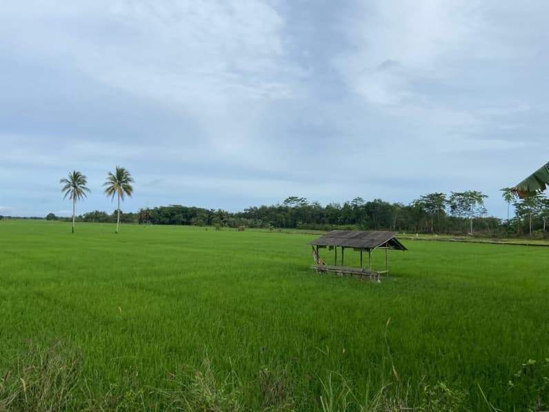 Ilustrasi sawah. (Foto: Tri/Pusaranmedia.com)