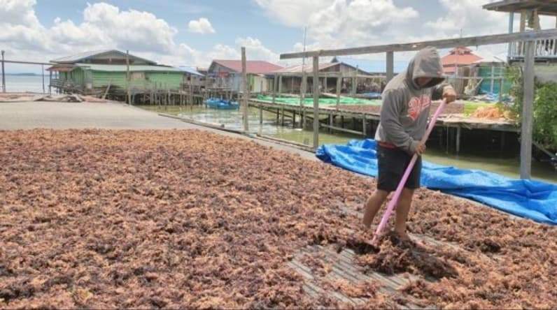 Petani rumput laut di Nunukan (Foto: Diansyah/pusaranmedia.com)