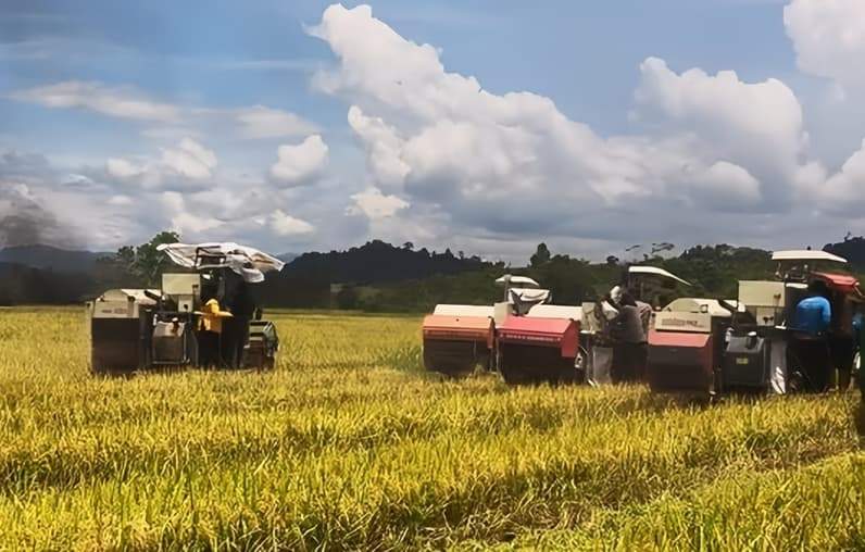 Aktivitas panen padi di Kampung Buyung Buyung. (Foto: DTPHP Berau)