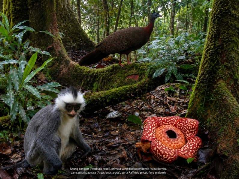 Kekayaan Flora dan Fauna di Taman Nasional Kayan Mentarang (TNKM) Nunukan. (Foto: TNKM)
