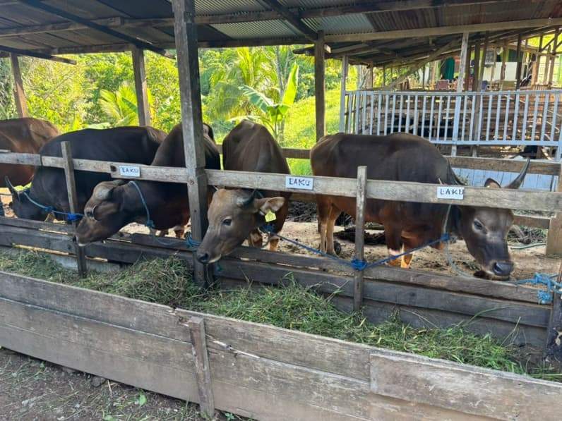 Salah satu penjual hewan kurban, Mitra Abadi di Jalan Ahmad Dahlan RT 07, Kelurahan Sukarame, Kecamatan Tenggarong. (Foto: Aswin/Pusaranmedia.com)