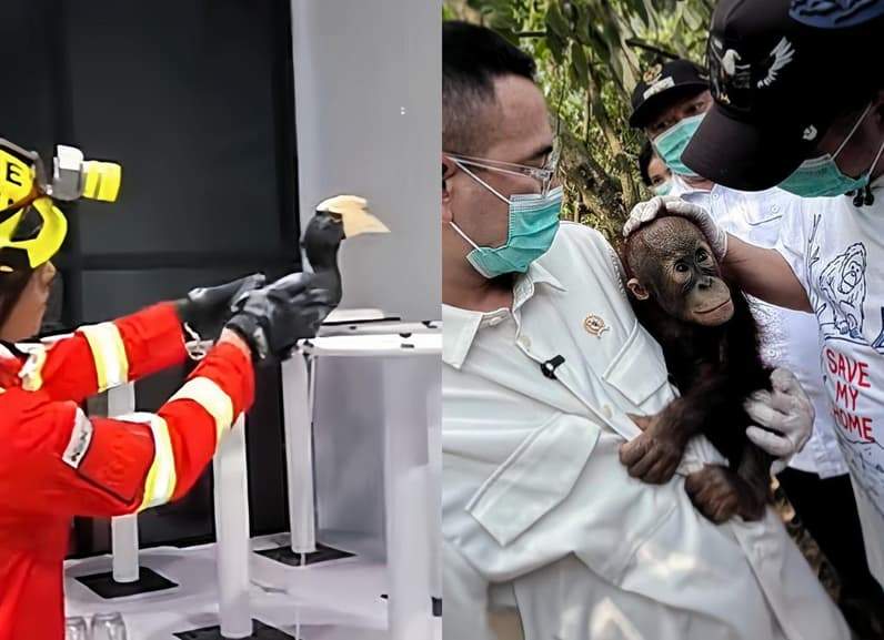 Burung rangkong yang dievakuasi setelah ditemukan di kawasan perkotaan Tanjung Redeb dan orangutan yang menjalani rehabilitasi di Sekolah Hutan CAN Borneo, Kampung Merasa, Kecamatan Kelay. (Foto: Istimewa)