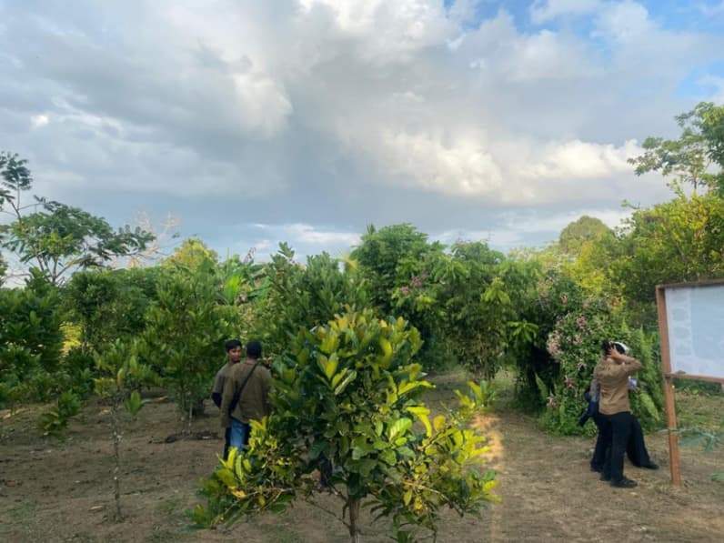Kebun Kopi Liberika di Sembakungan. (Foto: Nur Hidayah/ pusaranmedia.com)
