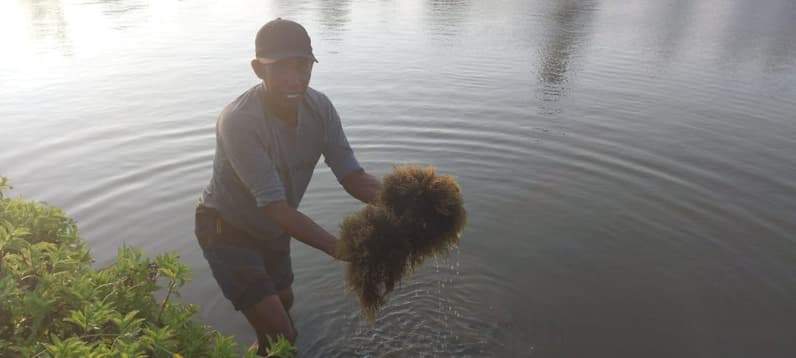 Petambak di Kabupaten PPU mulai terapkan sistem budidaya polikultur antara rumput laut gracilaria dengan ikan bandeng dan udang. (Foto: Adi Kade/Pusaranmedia.com).