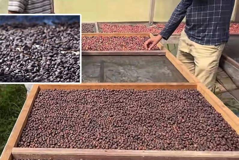 Kopi dan Kakao Berau. (Foto: Nur Hidayah/Pusaranmedia.com)