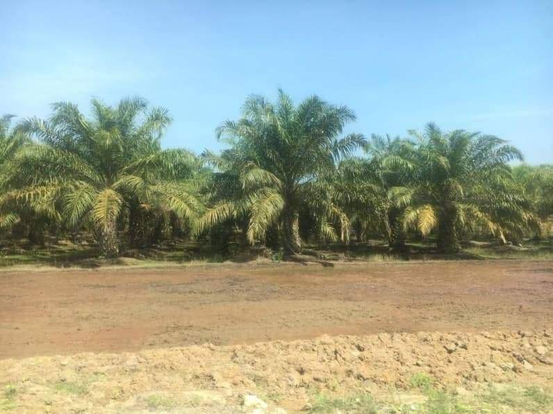 Lahan pertanian di Kecamatan Babulu ini telah beralih fungsi jadi kebun sawit. (Foto: Adi Kade/Pusaranmedia.com)