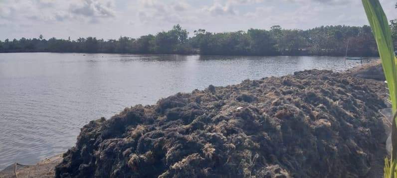 Rumput laut gracilaria yang dikembangkan petambak di Kelurahan Sesumpu, Kecamatan Penajam, PPU. (Foto: Adi Kade/Pusaranmedia.com)