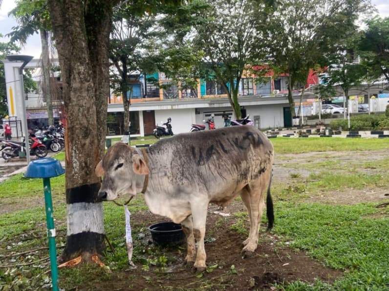 Sapi kurban Pemkot Samarinda yang ditempatkan di Masjid Raya Darussalam, Rabu (27/5/2026). (Foto: Tri/Pusaranmedia.com)