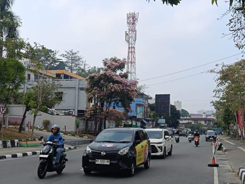 Pohon Tabebuya di ruang Jalan Mayjend Sutoyo kawasan Gunung Malang Balikpapan, Selasa (29/9/2026). (Foto: Achmad Fadillah/Pusaranmedia.com)