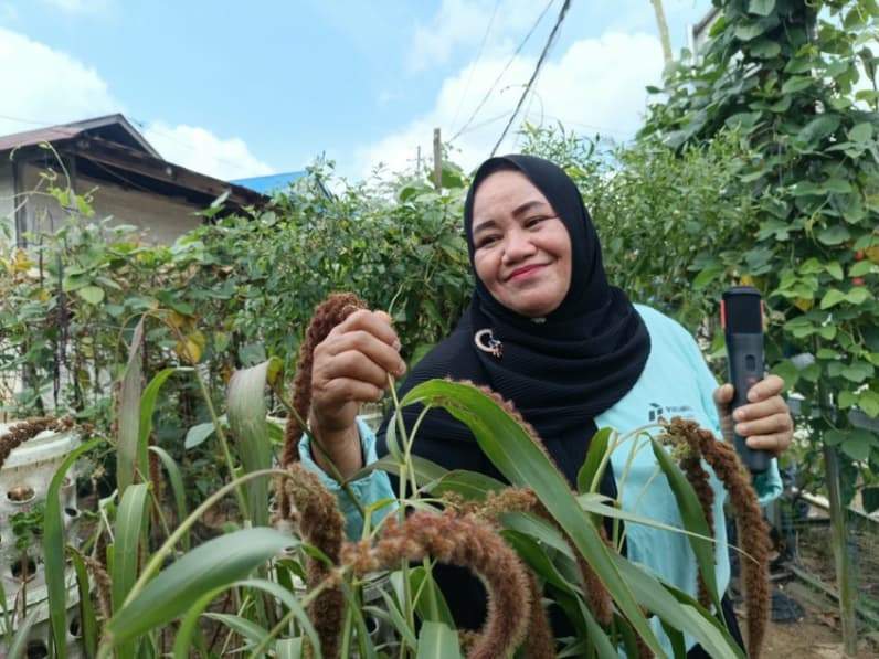 Ketua KWT Daun Sop Ceria, Sanati mengenalkan tanaman jawawut di kebunnya.
