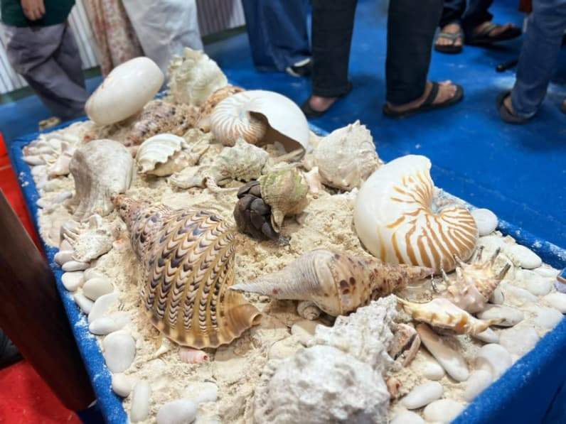 Pasir pantai dan kelomang Maratua. (Foto: Nur Hidayah/ pusaranmedia.com)