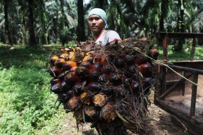 Petani kelapa sawit (Foto: Dokumen pusaranmedia.com)