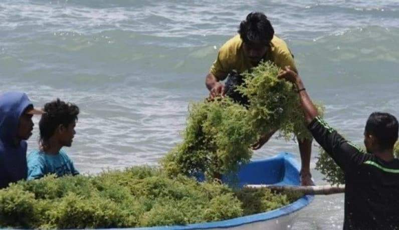 Budidaya rumput laut. (Foto: HO-Dok.KKP)