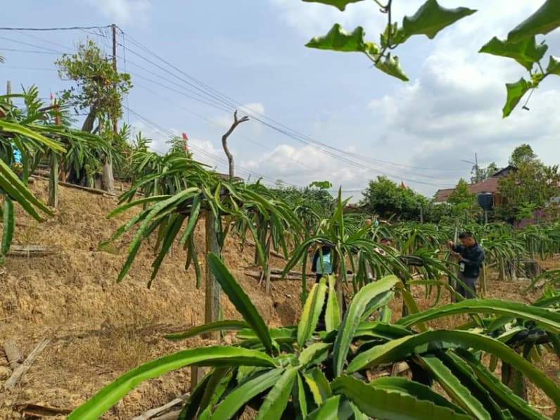 Ilustrasi tanaman buah naga di kebun KWT Daun Sop Ceria, Jalan Soekarno-Hatta Km 21 RT 41, Kelurahan Karang Joang, Kecamatan Balikpapan Utara. (Foto: Achmad Fadillah/Pusaranmedia.com)